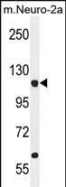 Rabbit Polyclonal Antibody to LARS (N-term)