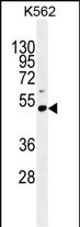 Rabbit Polyclonal Antibody to PRAMEF10
