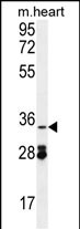 Rabbit Polyclonal Antibody to OXNAD1