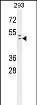 Rabbit Polyclonal Antibody to Rad9 (S387)