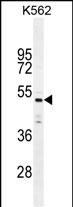Rabbit Polyclonal Antibody to C9orf167 (N-term)