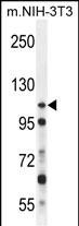Rabbit Polyclonal Antibody to NUP107