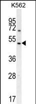 Rabbit Polyclonal Antibody to RGS7