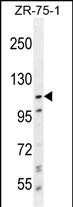 Rabbit Polyclonal Antibody to PCDHA8