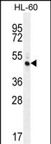 Rabbit Polyclonal Antibody to RINL (N-term)
