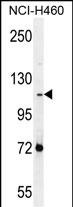 Rabbit Polyclonal Antibody to PCDHAC2
