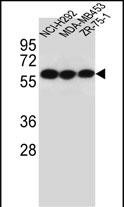 Rabbit Polyclonal Antibody to CHRNA10