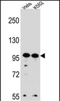 Rabbit Polyclonal Antibody to WDR3 (N-term)