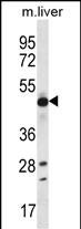 Rabbit Polyclonal Antibody to EEF1A2