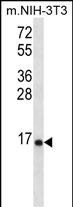 Rabbit Polyclonal Antibody to RPL23