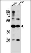 Rabbit Polyclonal Antibody to C10orf129