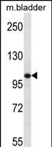 Rabbit Polyclonal Antibody to Mouse TLR8