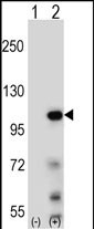 Rabbit Polyclonal Antibody to Elongin A (N-term)