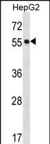 Rabbit Polyclonal Antibody to POFUT2