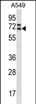 Rabbit Polyclonal Antibody to PIK3AP1