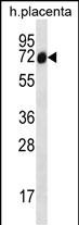 Rabbit Polyclonal Antibody to SCLT1