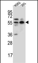 Rabbit Polyclonal Antibody to NAE1