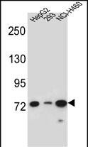 Rabbit Polyclonal Antibody to LNX2