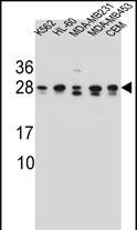Rabbit Polyclonal Antibody to RAB3D