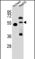 Rabbit Polyclonal Antibody to NOSTRIN