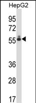 Rabbit Polyclonal Antibody to DEF8