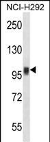 Rabbit Polyclonal Antibody to NFATC1