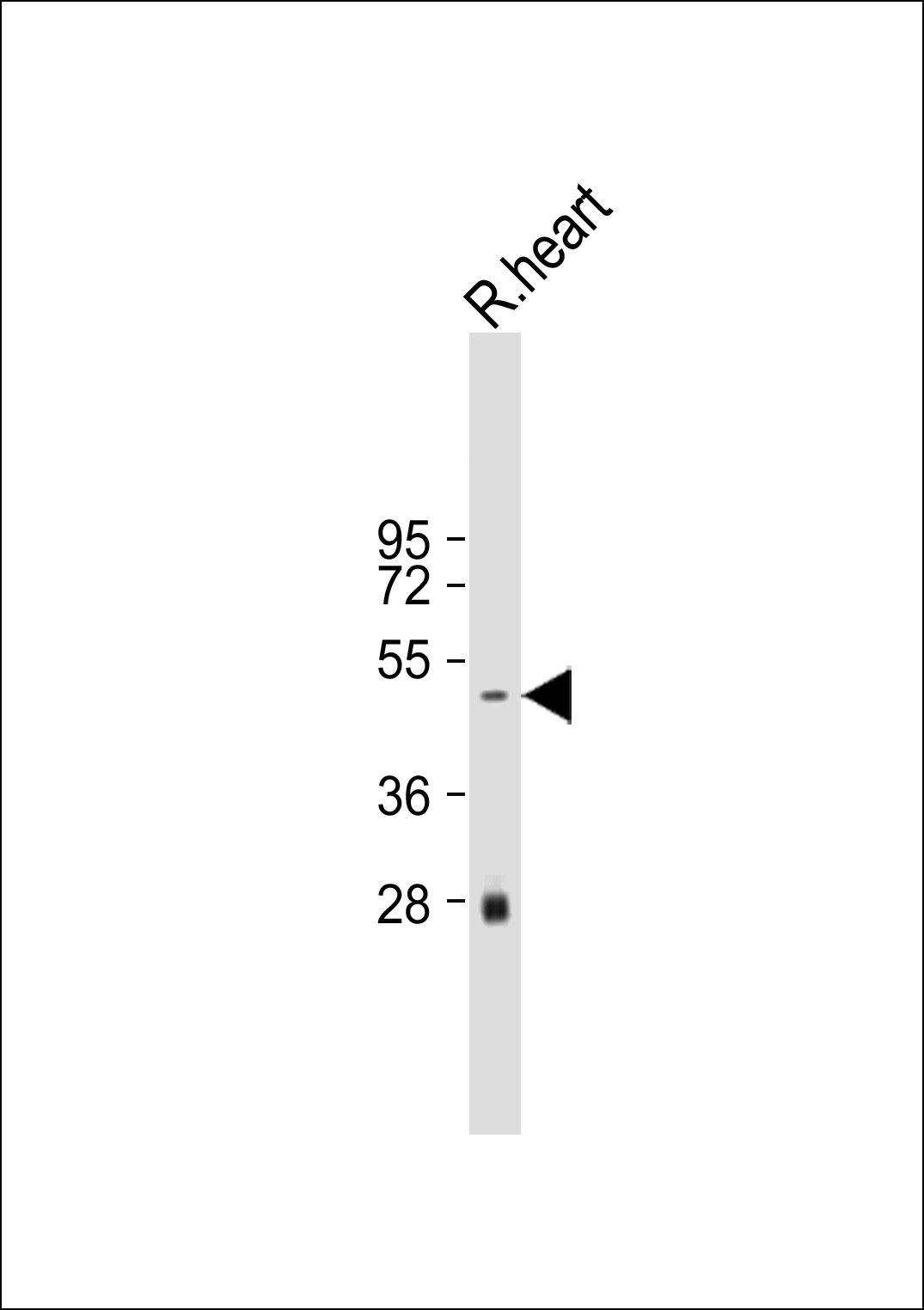 Mouse Monoclonal Antibody to Rat Serpinh1