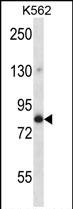 Rabbit Polyclonal Antibody to GOLGA5
