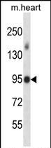 Rabbit Polyclonal Antibody to Mouse Mlk4