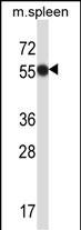 Rabbit Polyclonal Antibody to Mouse Matk