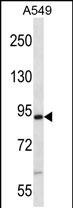 Rabbit Polyclonal Antibody to Mouse Nek4 (N-term)