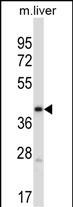 Rabbit Polyclonal Antibody to Mouse Pdk3