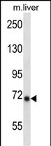 Rabbit Polyclonal Antibody to Mouse Ikbke