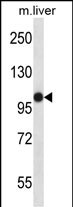 Rabbit Polyclonal Antibody to Mouse Mastl