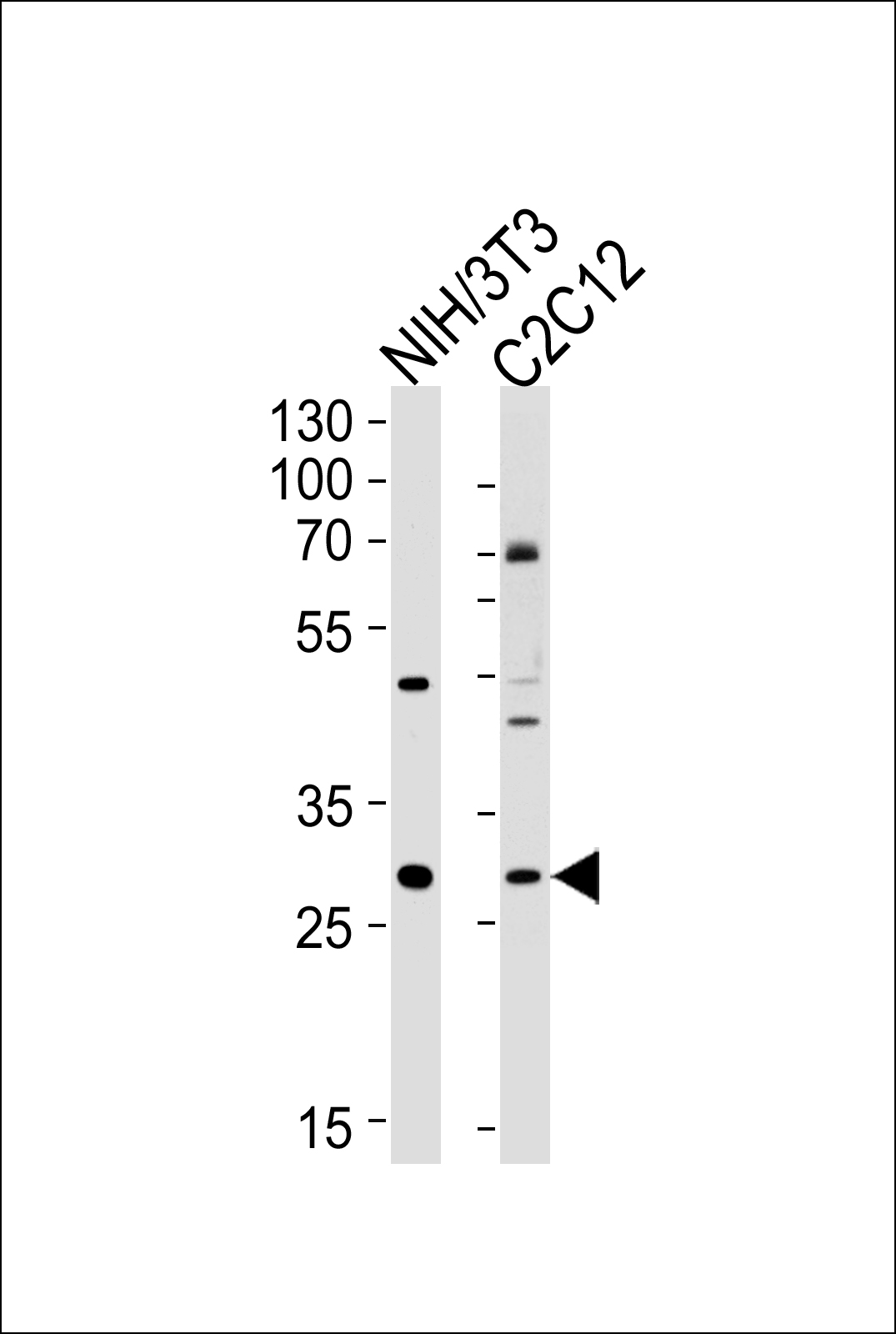 Rabbit Polyclonal Antibody to Mouse Hoxc9