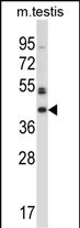 Rabbit Polyclonal Antibody to Mouse Sgk196