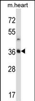 Rabbit Polyclonal Antibody to STC2