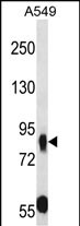 Rabbit Polyclonal Antibody to MUPCDH (N-term)