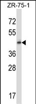Rabbit Polyclonal Antibody to GPR137