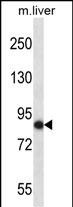 Rabbit Polyclonal Antibody to Mouse Nek5