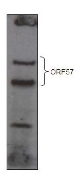 Rabbit Polyclonal Antibody to KSHV ORF 57