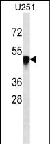 Mouse Monoclonal Antibody to SNX6