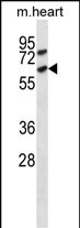 Rabbit Polyclonal Antibody to Mouse Acvr1c