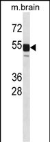 Rabbit Polyclonal Antibody to Mouse Clk1 (N-term)