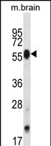 Rabbit Polyclonal Antibody to Mouse Clk4 (N-term)