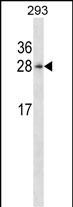 Rabbit Polyclonal Antibody to HN1