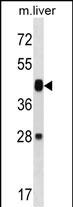 Rabbit Polyclonal Antibody to Mouse Map2k6 (N-term)