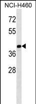 Rabbit Polyclonal Antibody to MAGEB10