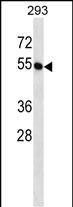 Rabbit Polyclonal Antibody to BTN2A1