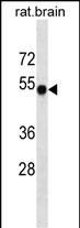 Mouse Monoclonal Antibody to RAT Camk2a